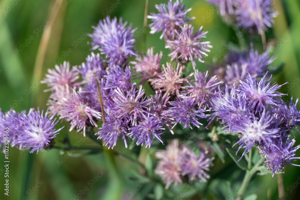 Obraz premium Purple flower vernonia growth and blossom in autumn on meadow. Wildflower of the asteraceae family named after famous botanist william vernon. Used in folk medicine and added to salad