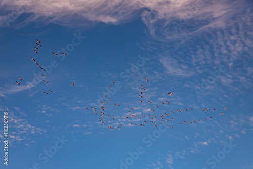 Exposure of a flamingo flock in the salt pans of Walvis Bay, Namibia, Africa