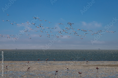 Exposure of a flamingo flock in the salt pans of Walvis Bay, Namibia, Africa