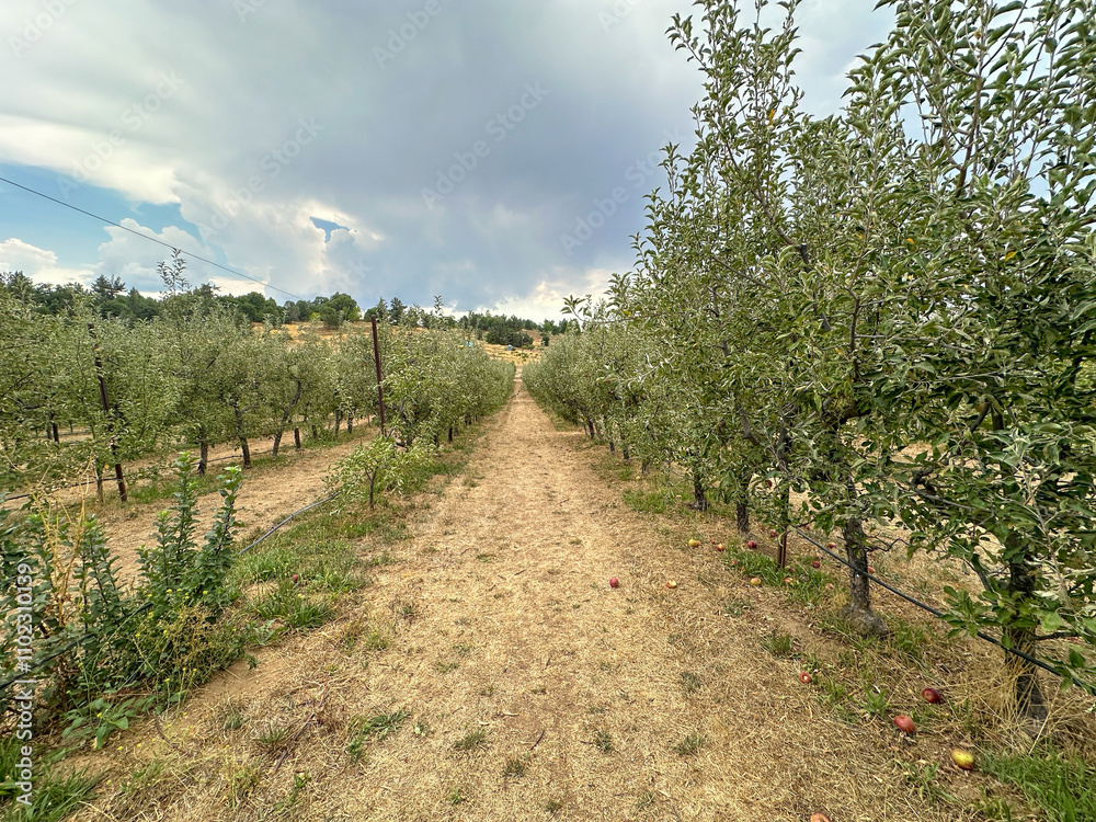 Apple orchard, rows of apple trees full of fruit ready for picking, Julian, South California. USA Apple orchard, rows of apple trees full of fruit ready for picking, Julian, South California. USA