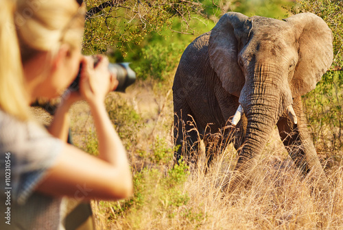 Fototapeta Naklejka Na Ścianę i Meble -  Woman, photography and elephant in nature on trip, camera and travel journalist for ecosystem. Female person, reserve and photographer in jungle for conversation, capture wildlife and adventure