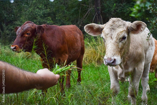 hombre dandole pasto a una vaca de campo photo