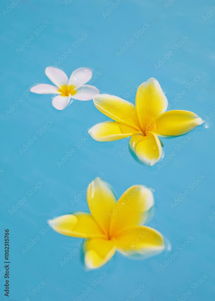 Naklejka premium Plumeria fragripani yellow flowers floating in the swimming pool clean blue water