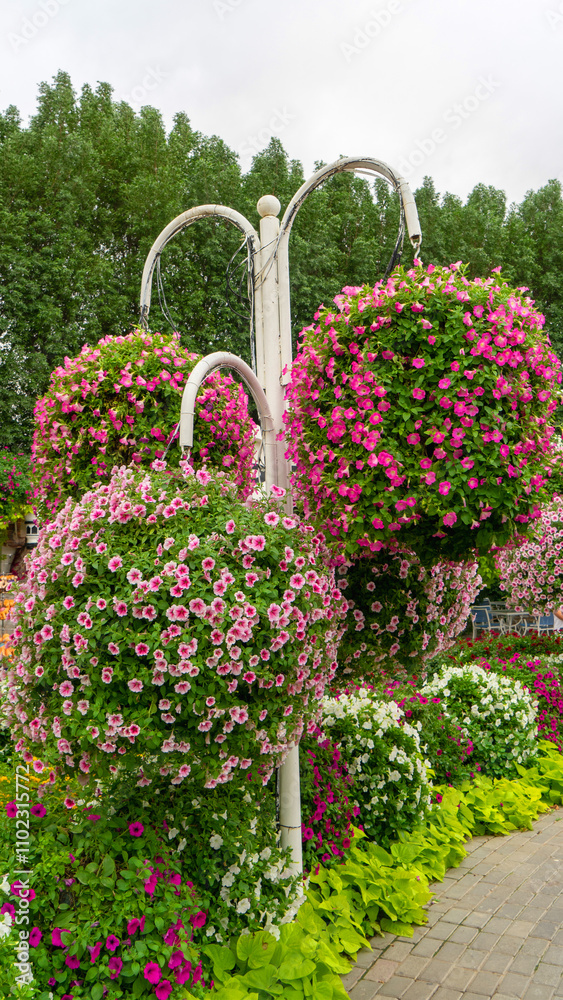 Fototapeta premium Hanging vases with pink petunia flowers in miracle garden in Dubai, United Arab Emirates. Vertical image