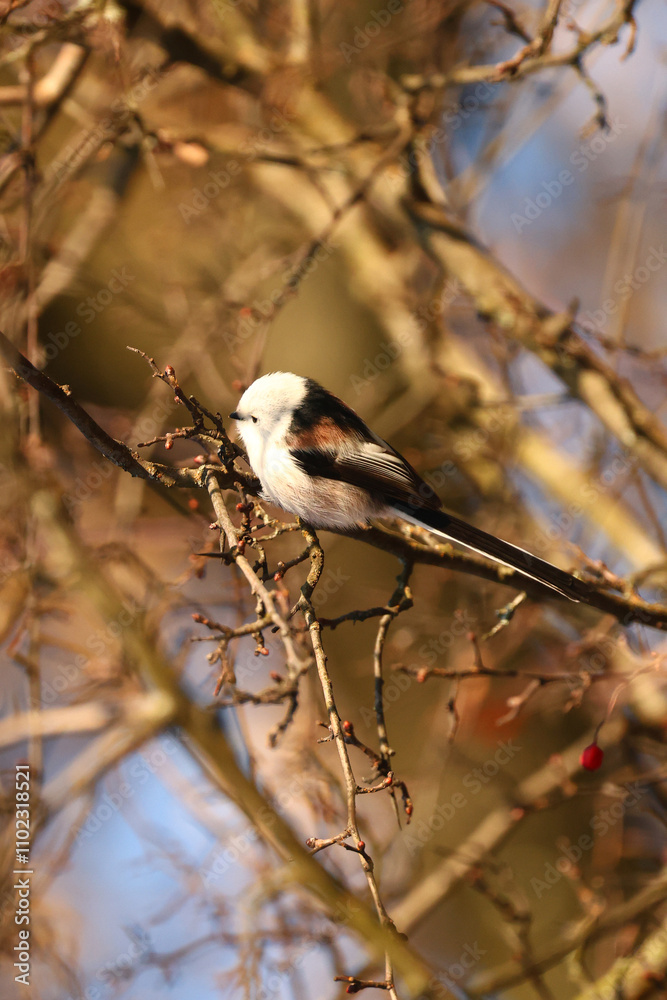 Obraz premium Tit in the winter forest.