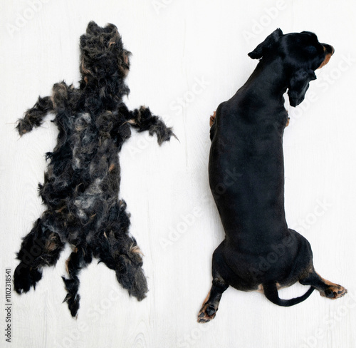 A long-haired dachshund lies next to its fur laid out in the shape of a dachshund after grooming