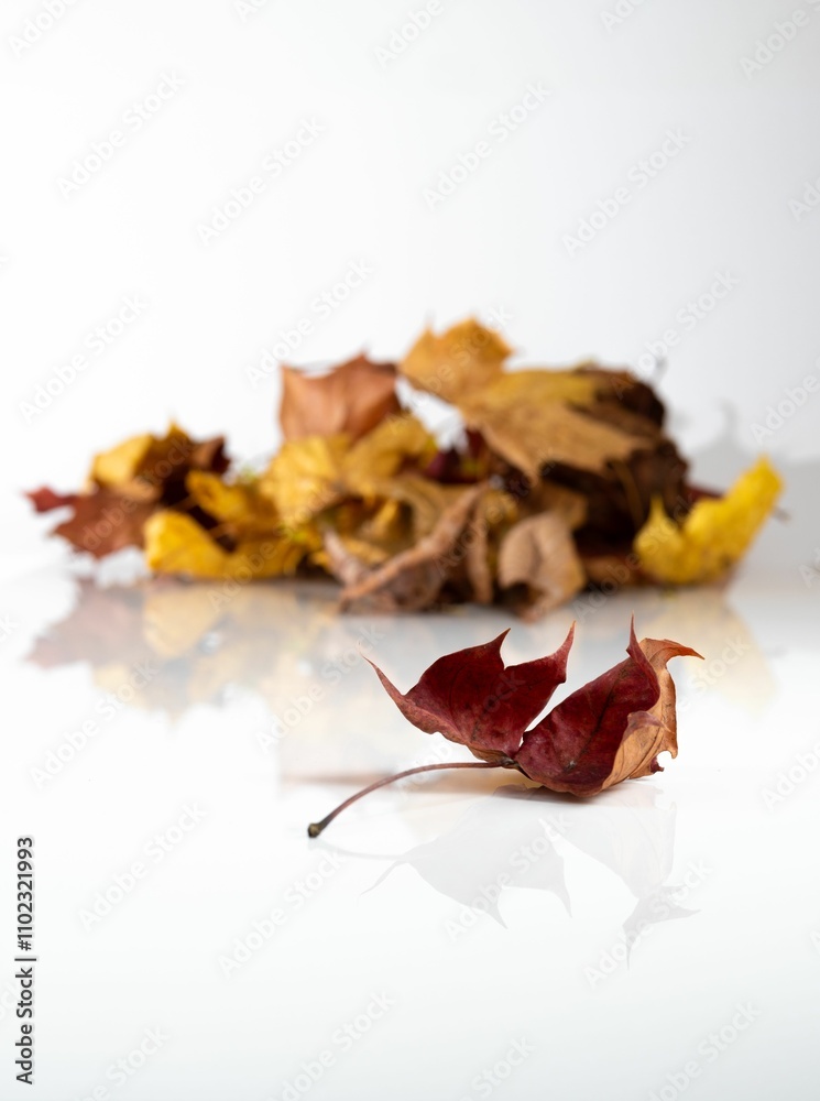Closeup of dried autumn leaves with a long stem reflected on a white surface Closeup of dried autumn leaves with a long stem reflected on a white surface