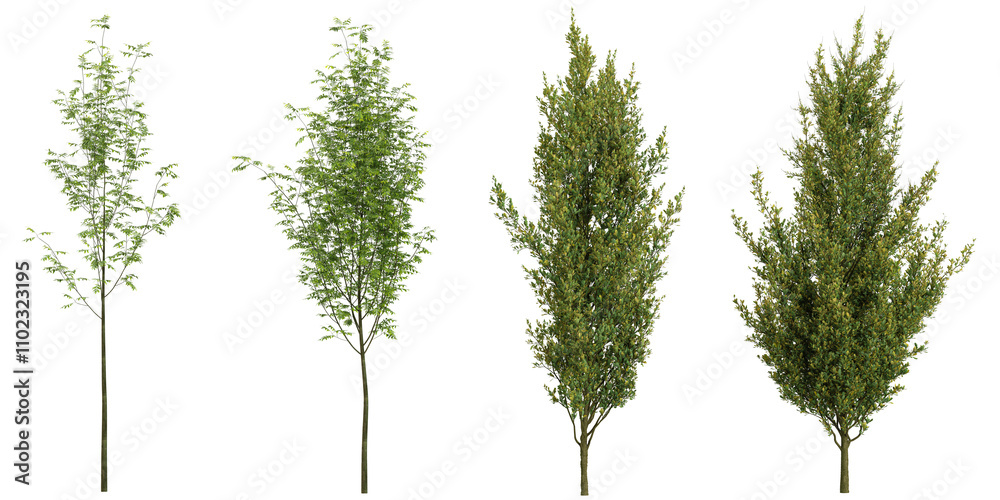 Fototapeta premium 3d rendering of Quercus plants on transparent background