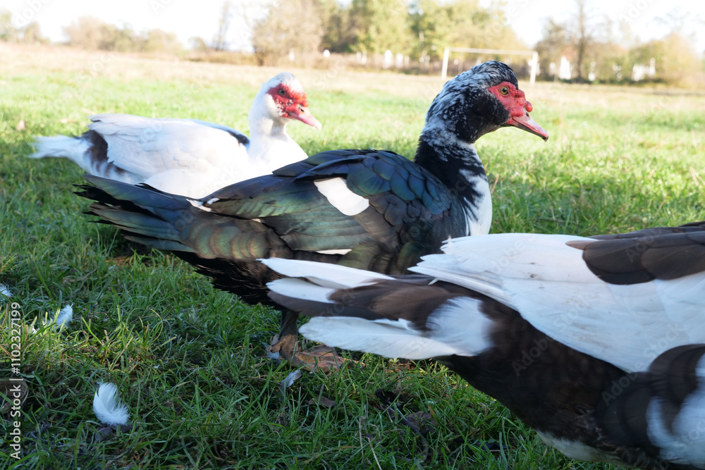 Fototapeta premium Domestic ducks on the farm. Care and breeding of ducks.