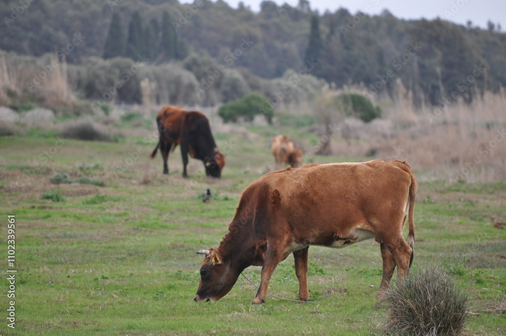 The beautiful Animal Cow in the natural environment at the farm The beautiful Animal Cow in the natural environment at the farm