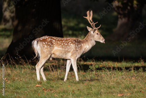 A side profile photograph of a fallow deer buck as he stands on grass. He has his tongue sticking out of his mouth. There is space for copy text photo