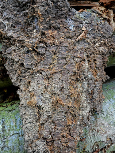 Photos Crumbled pine wood as frightening evidence of bark beetle infestation