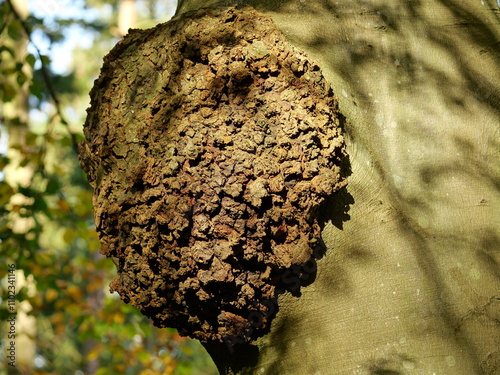 Wooden bead on the beech tree - A beech tree with a large burl. These wood burls exhibit a unique grain and texture, often considered aesthetically pleasing photo