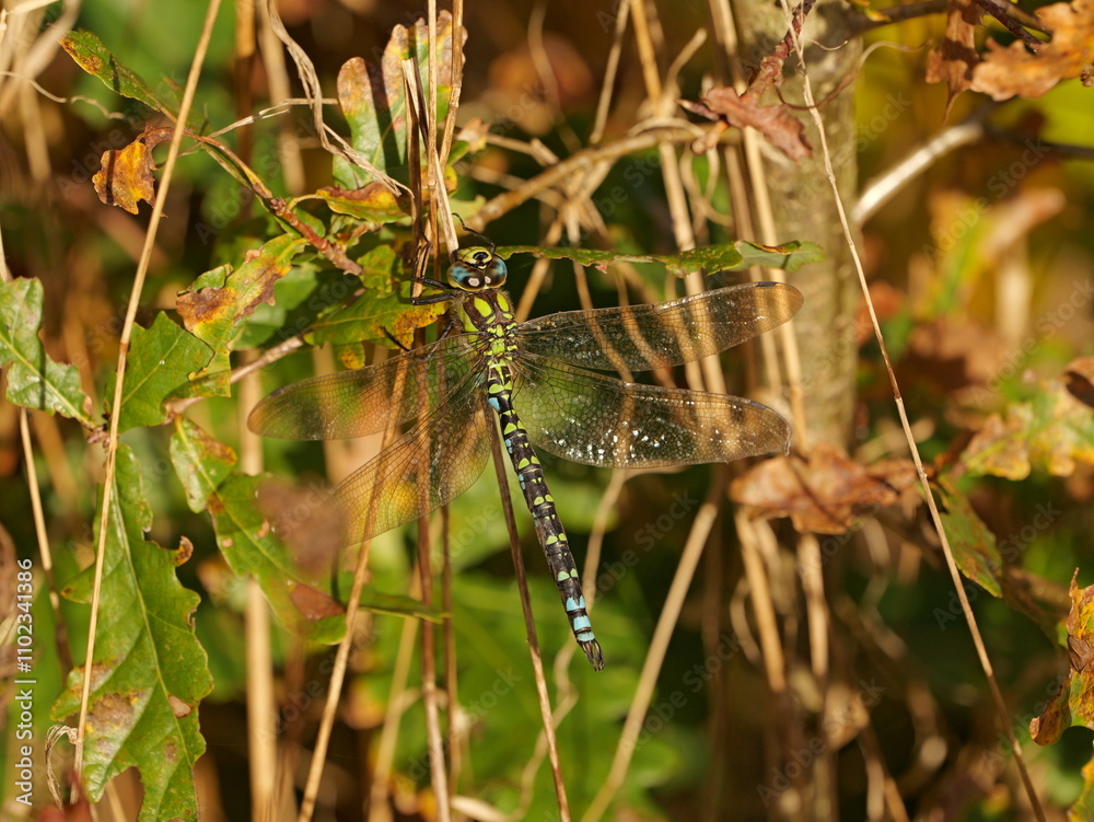 Southern Hawker dragonfly on a warm November day. The macro shot reveals the fascinating colors and patterns of this impressive insect. Southern Hawker dragonfly on a warm November day. The macro shot reveals the fascinating colors and patterns of this impressive insect.