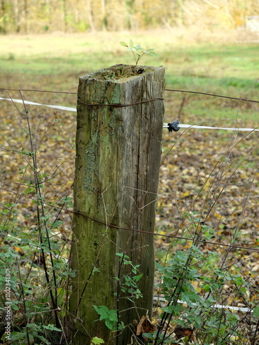 Wooden post - with sprout, shoot - An old wooden post with a new shoot sprouting from its weathered wood. A fascinating contrast between old and new.