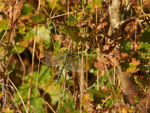 Southern Hawker dragonfly on a warm November day. The macro shot reveals the fascinating colors and patterns of this impressive insect.