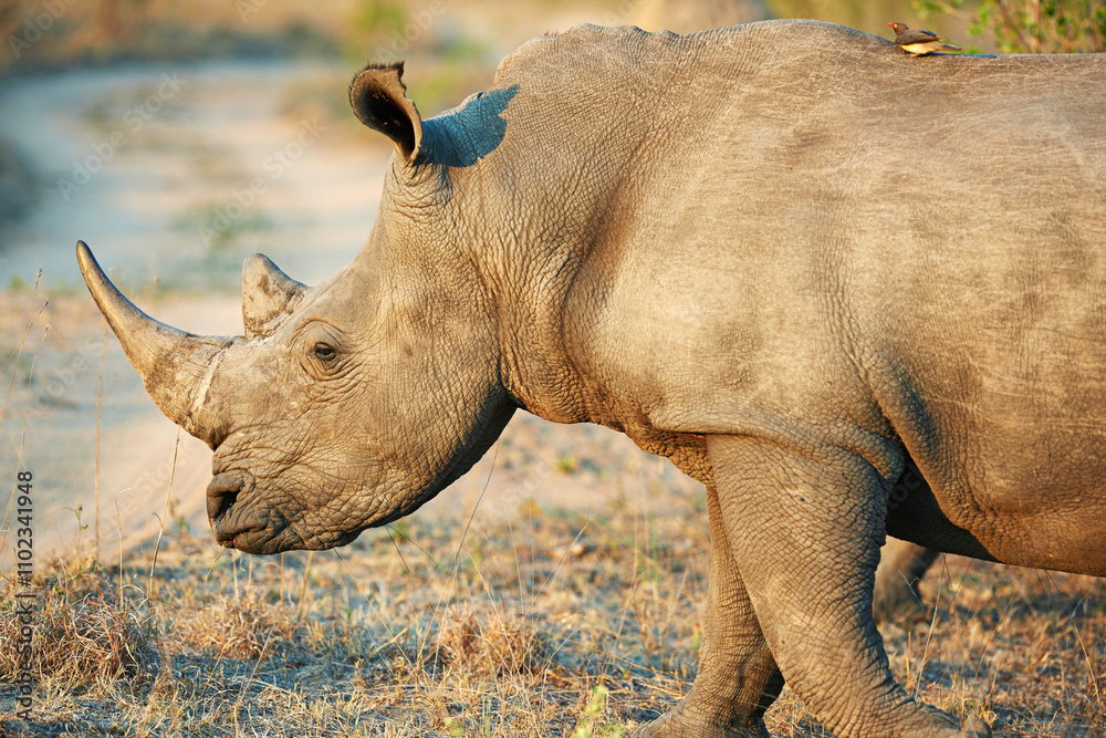 Obraz premium Rhino, habitat and savannah for conservation, protection and big game survival for safari tourism. Protected indigenous animal, field and serengeti travel ecology for wildlife and endangered species