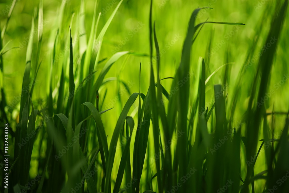 Fresh floral background with vivid green grass in sunny spring garden Fresh floral background with vivid green grass in sunny spring garden