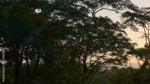 sunset in the forest