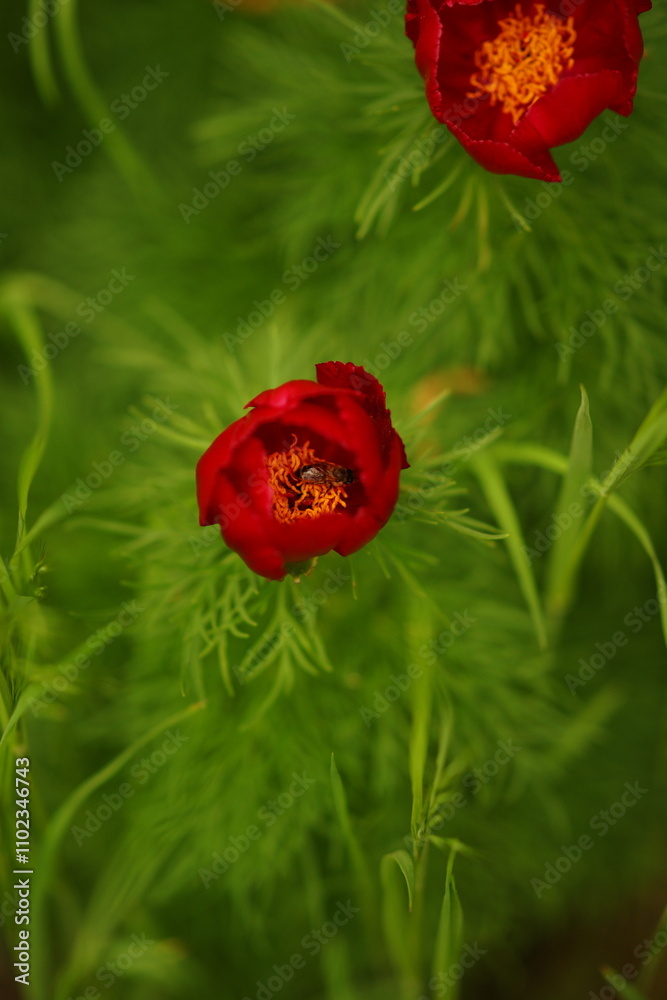 Fresh red peony flowers growing in the spring garden. Fresh red peony flowers growing in the spring garden.