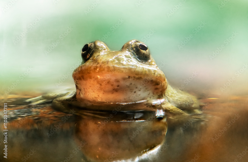 Southern Mountain Yellow-Legged Frog Southern Mountain Yellow-Legged Frog