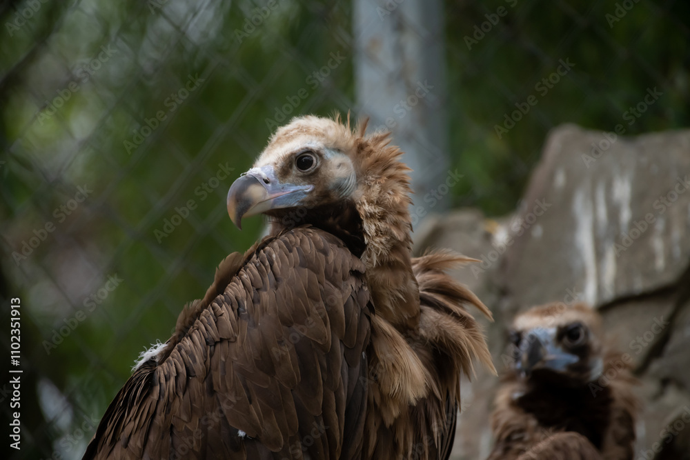 Close-up view portrait of Aegypius monachus (cinereous vulture or Eurasian black vulture) bird with brown plumage sitting by stone wall in a cloudy summer day. Soft focus. Beauty in nature theme. Close-up view portrait of Aegypius monachus (cinereous vulture or Eurasian black vulture) bird with brown plumage sitting by stone wall in a cloudy summer day. Soft focus. Beauty in nature theme.