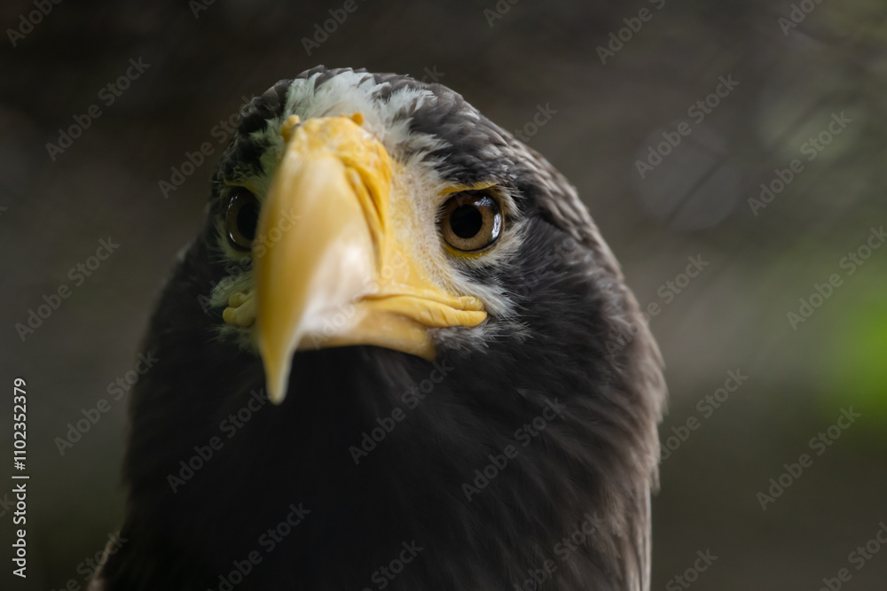 Obraz premium Close-up view portrait of Haliaeetus pelagicus (Steller's sea eagle or white-shouldered eagle) bird with yellow beak in a cloudy summer day. Soft focus. Beauty in nature theme.