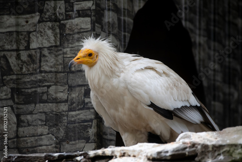 Close-up side view of white Neophron percnopterus (Egyptian vulture or pharaoh's chicken) bird walking by stone rock wall in aviary in zoo in a cloudy day. Soft focus. Wildlife reserve theme. photo
