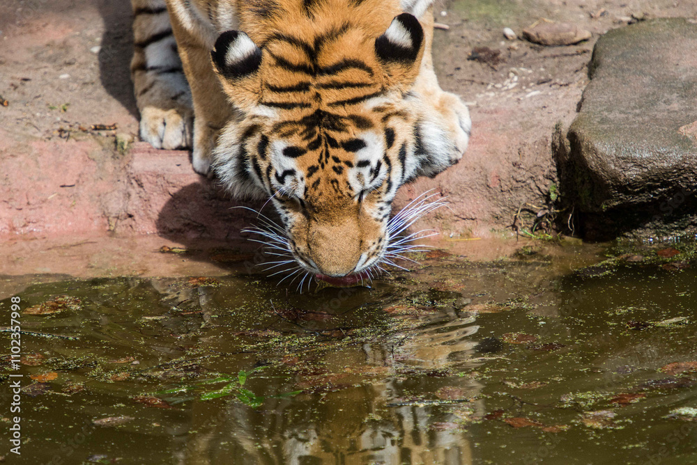 Fototapeta premium tiger in water
