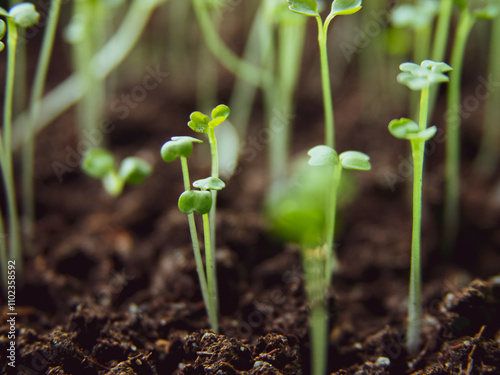  small green seedings in round pots