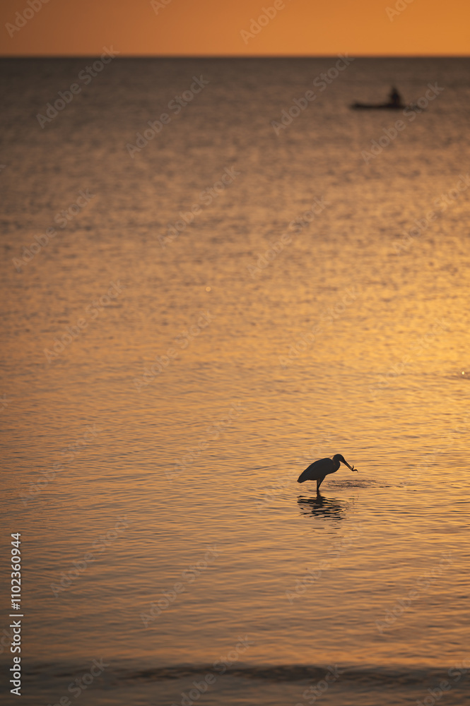 Zanzibar bird in the water in November sunsets Zanzibar bird in the water in November sunsets