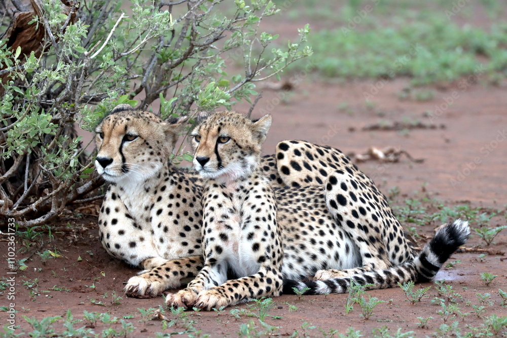 Cheetah family lying down and licking each other in Botswana while on safari Cheetah family lying down and licking each other in Botswana while on safari