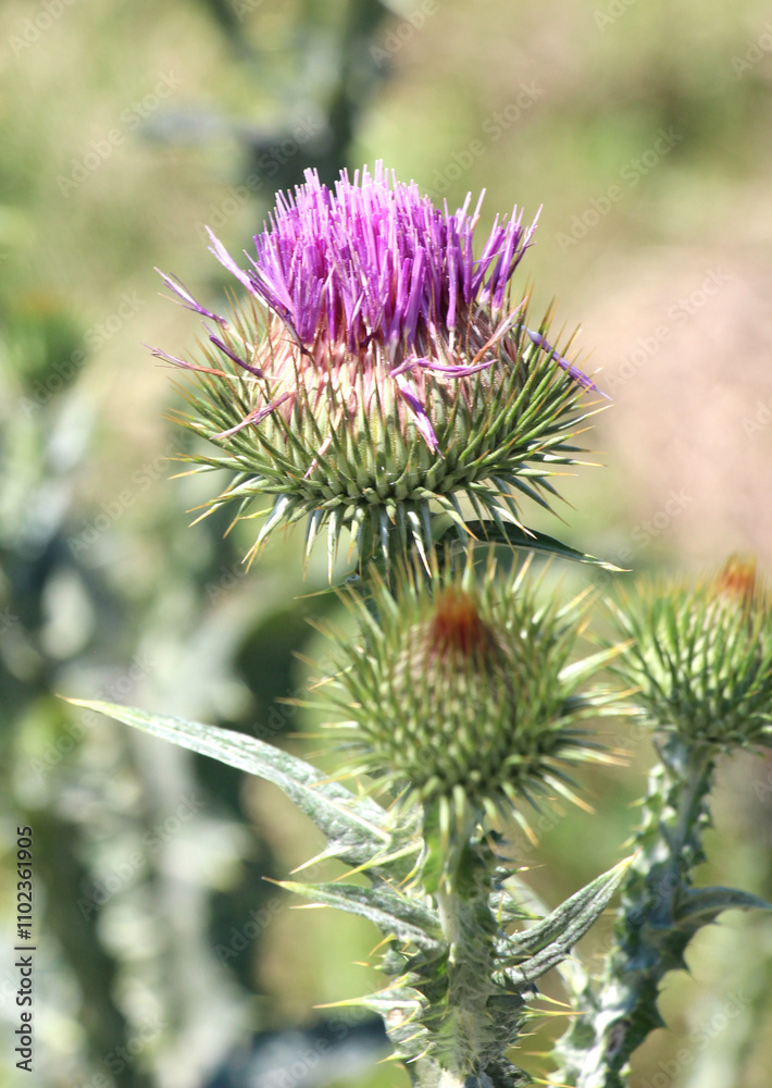 In nature, a tall and prickly thistle (Onopordum acanthium), grows In nature, a tall and prickly thistle (Onopordum acanthium), grows