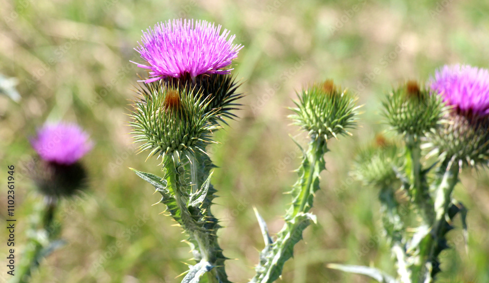 In nature, a tall and prickly thistle (Onopordum acanthium), grows In nature, a tall and prickly thistle (Onopordum acanthium), grows
