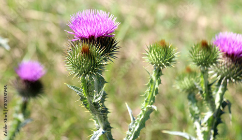 In nature, a tall and prickly thistle (Onopordum acanthium), grows photo