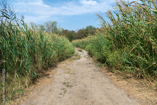 Country road among the green reeds. Stalk cane blowing in the wind from both sides pedestrian path. View on brown bulrush in the swamp. Nature outdoors plants growing.