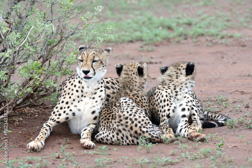 Cheetah family lying down and licking each other in Botswana while on safari