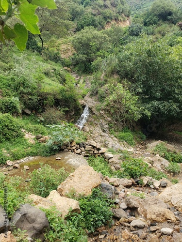 stream in the forest