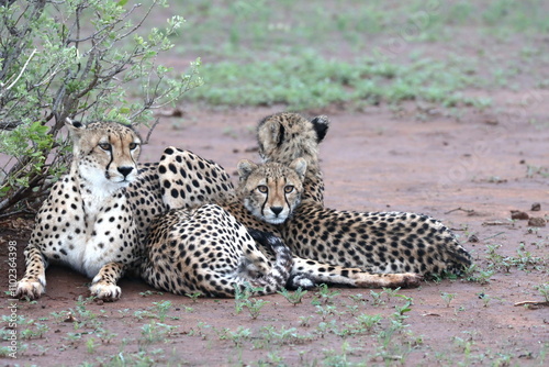 Cheetah family lying down and licking each other in Botswana while on safari