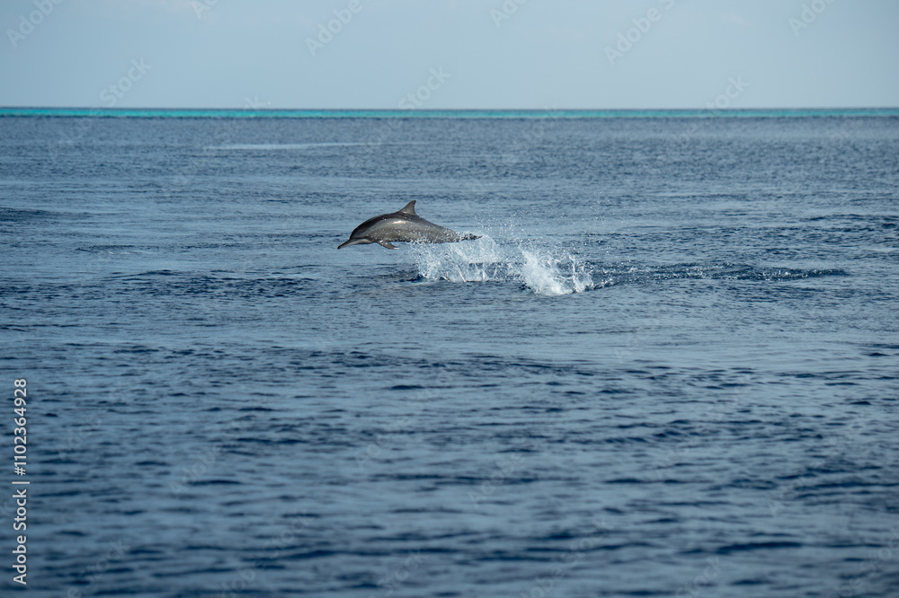 Fototapeta premium two dolphins jumping