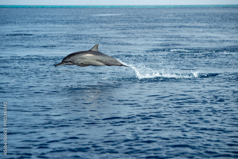 dolphin in the water dolphin in the water