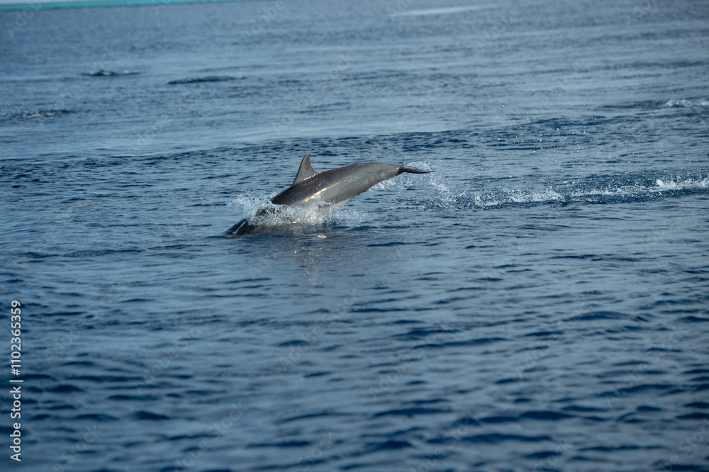 Fototapeta premium dolphin jumping out of water