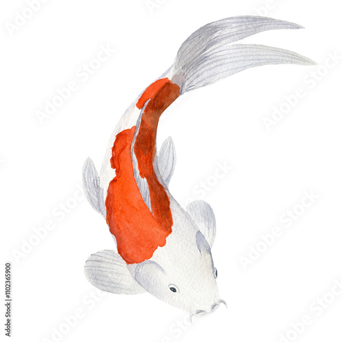 Coi carp, traditional japanese fish. Watercolor illustration on white background for cards, decor, design, posters, wrapping paper