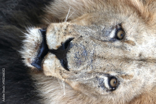 Male black-maned lion portrait in Botswana while on safari