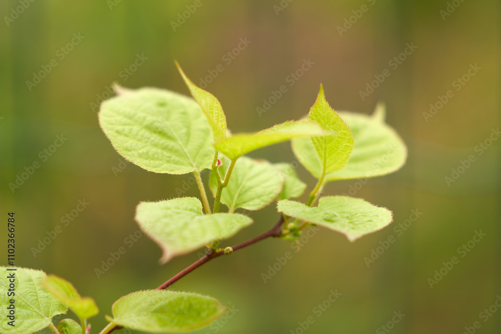 Top of actinidia shoot with small flower buds on green background. Copy space. Top of actinidia shoot with small flower buds on green background. Copy space.