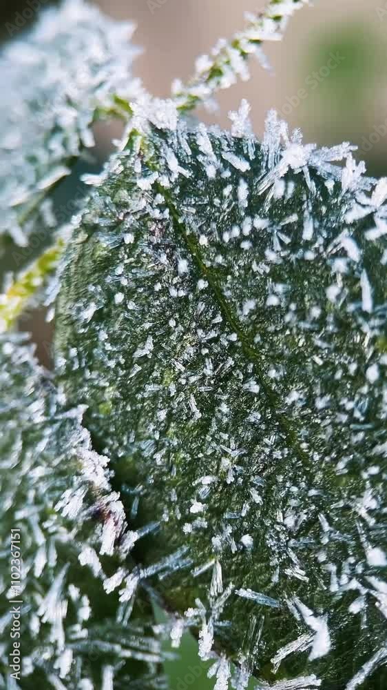 macro, close up, bright red and orange leaves, autumn and the arrival of winter, change of seasons, frost and snow on the leaves, backgrounds, nature textures, cold, sudden drop in temperature, poster