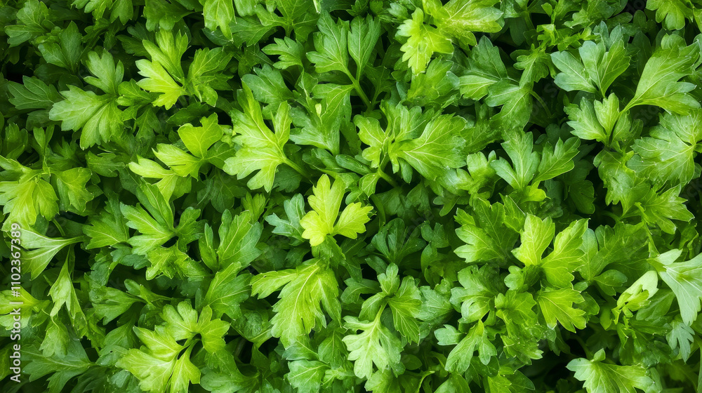 Green Freshness: A Bounty of Celery Vibrance
Green Freshness: A Bounty of Celery Vibrance