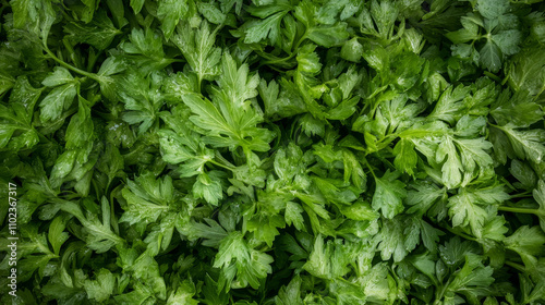 Green Freshness: A Bounty of Celery Vibrance

