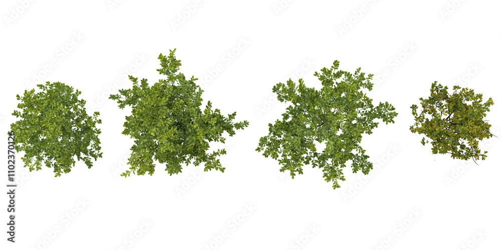 Top view of Quercus trees isolated on white background Top view of Quercus trees isolated on white background