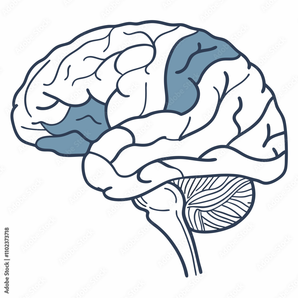 Human Brain Anatomy EPS Vector Illustration - Medical.